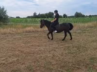 Yegua, Caballos — foto 1