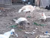 Turkeys — फ़ोटो 3