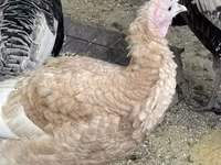 Turkeys — 3. fotó