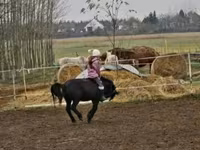 Caballo, Shetland Pony — foto 4