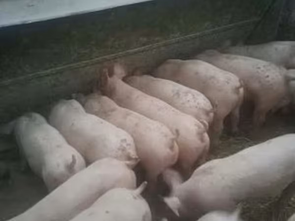 Kan, Sertések — Magyarország