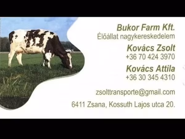 Сиыр, Charolais cattle — Венгрия