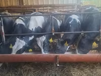 بقرة, Russian Black pied cattle — الصورة 1