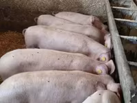 Eber, Schweine — Foto 1