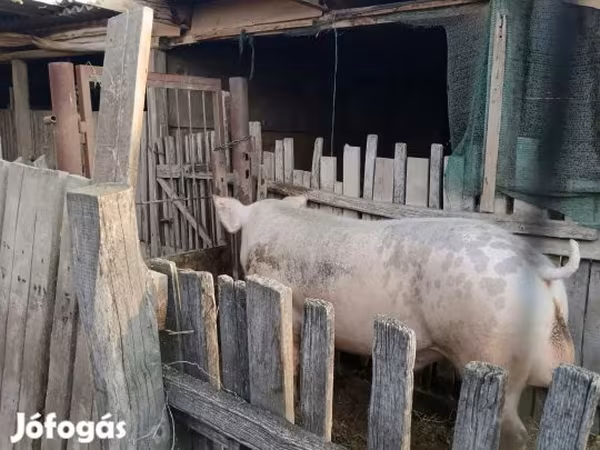 Boar, Pigs — Hungary
