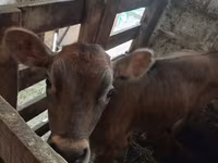 Bika, Jersey fajta — 2. fotó