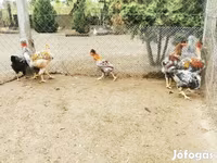 Chickens — 照片 1