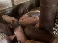 猪（批次，未指定性别）, Pigs — 照片 5