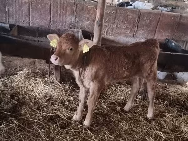 Бұқа, Simmental cattle — Венгрия