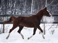 فرس, American shetland pony — الصورة 2