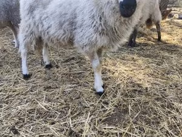 Sheep, Dorper sheep — Hungary