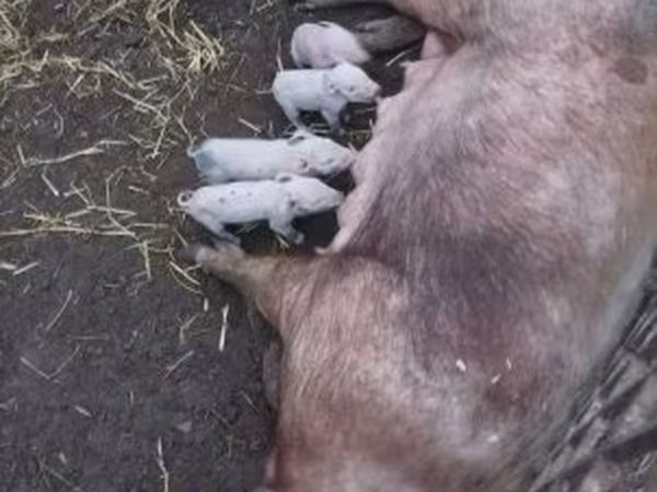 Sow, Pigs