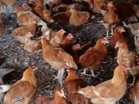 Chickens — foto 1