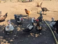 Ducks — الصورة 1