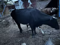 Tehén, Latvian Blue cattle — 7. fotó