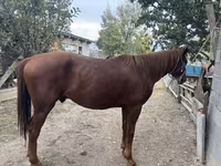 Hengst, Kyrgyz Horse — Foto 4