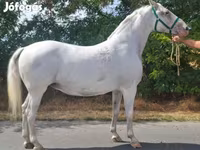 Kanca, Lipizzaner — 3. fotó
