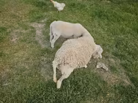 绵羊（批次，未指定性别）, Sheep — 照片 4