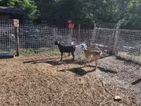 公山羊, Goats — 照片 4