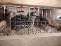 King Quail — photo 4