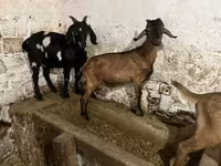公山羊, Nubian Goat — 照片 5