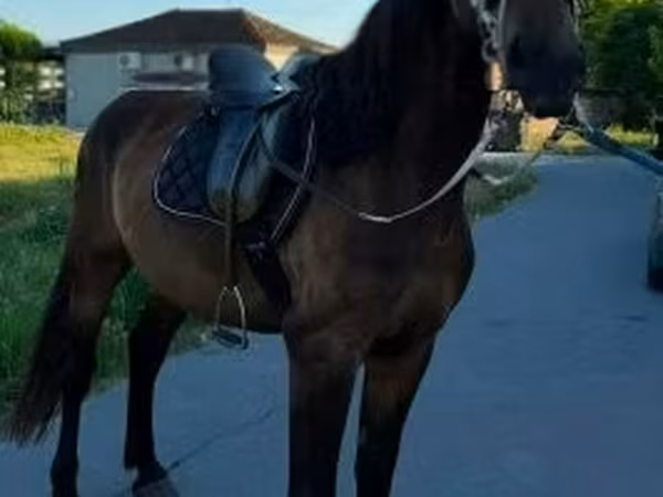 Cheval, Chevaux
