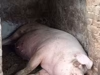 Boar, Pigs — photo 2