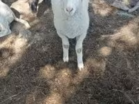 Kos, Tsigai sheep — 4. fotó