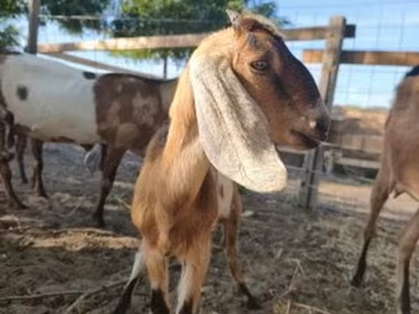Коза, Нубийская коза или англо-нубийская