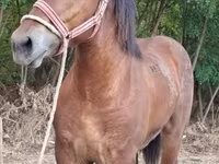 Kůň, Koně — foto 3