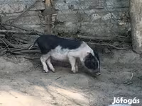 Boar, Вьетнамская вислобрюхая — photo 5
