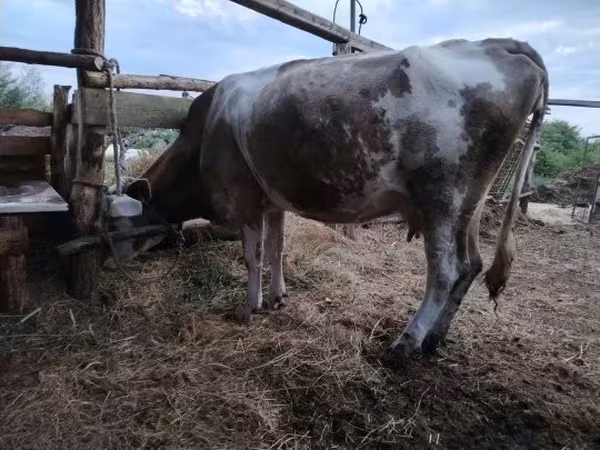 गाय, भूरा लातवियाई