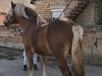 حصان, الخيول — الصورة 2