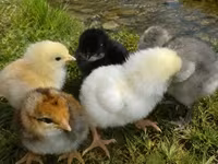 Chickens — photo 3