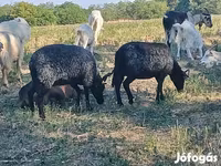 Schaf, Racka sheep — Foto 2