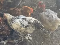Chickens — 照片 2