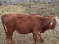 Toro, Vaca de estepa roja — foto 2
