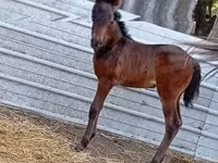 Mare, Horses — photo 2
