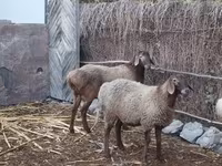 Owca, Owce — zdjęcie 4