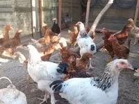 Chickens — 照片 3