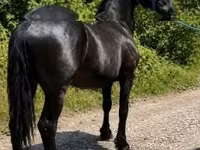 Айғыр, Friesian — 6-сурет
