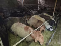 Kos, Edilbay sheep — 3. fotó