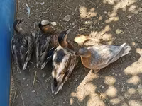 Ducks — zdjęcie 6