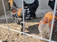 براهما — الصورة 5