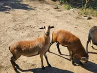 मेढ़ा, Cameroon sheep — फ़ोटो 3