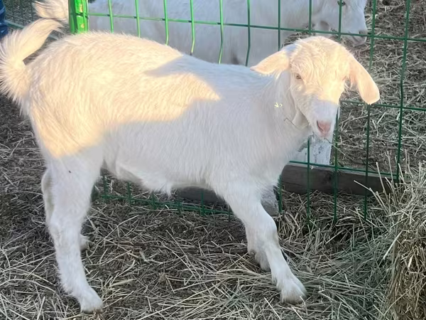 母山羊, Saanen goat