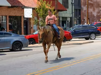 Caballo, Quarter Horse — foto 7