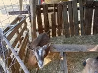 Cabra, Cabras — foto 5