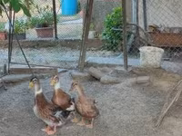 Ducks — photo 3