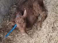 Krowa, Simmental cattle — zdjęcie 5